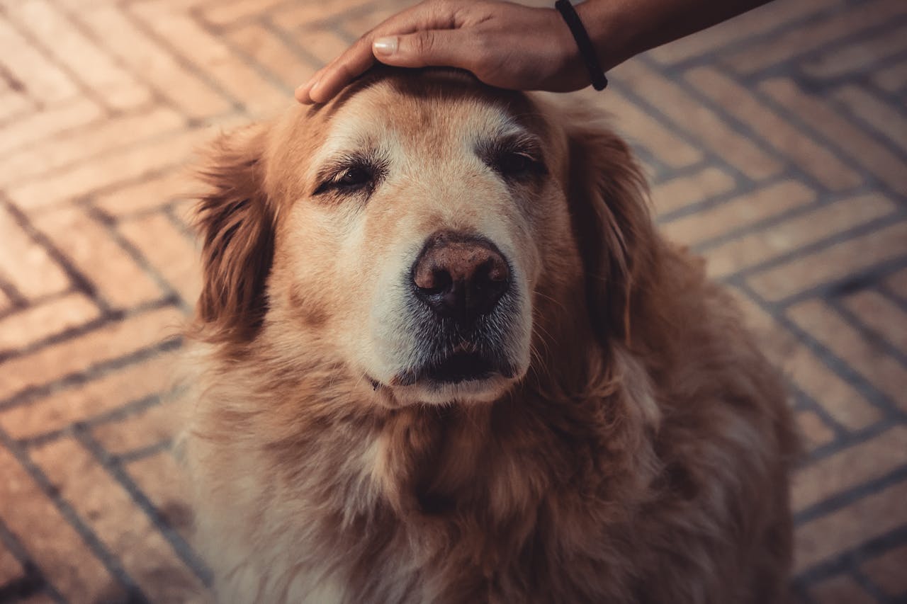 alter-hund-wird-von-mensch-gestreichelt