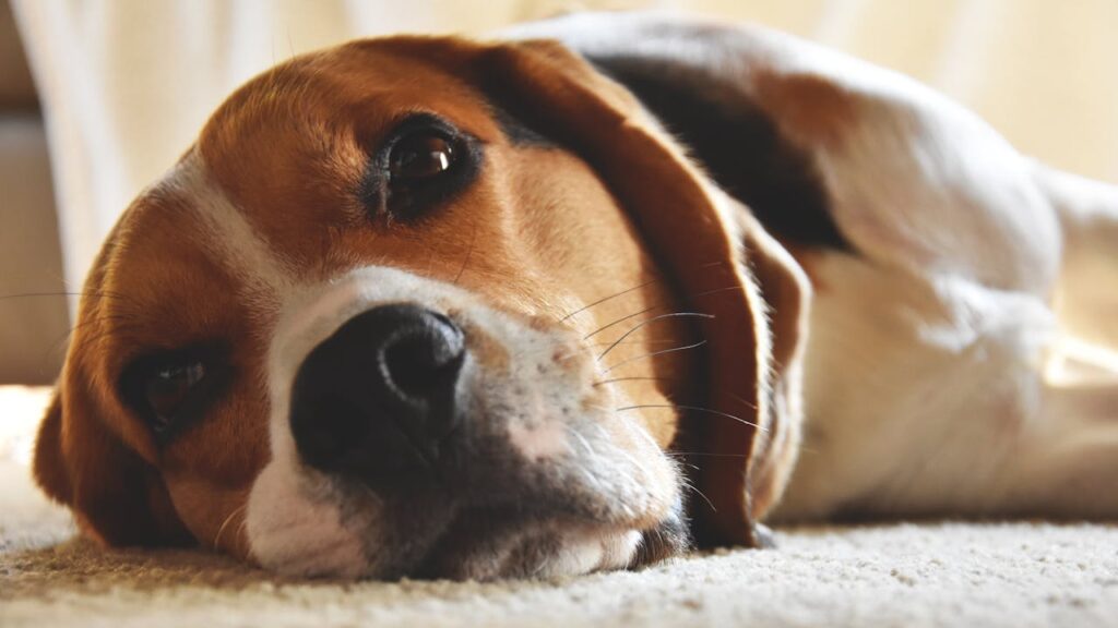 beagle liegt auf boden