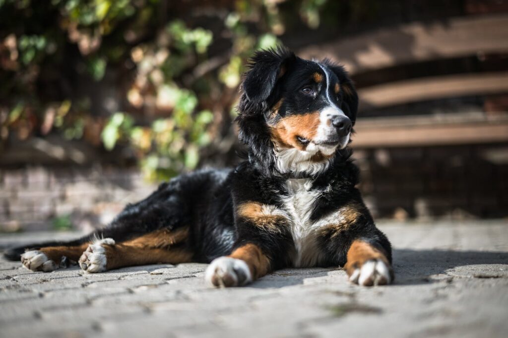 berner-sennenhund-welpe