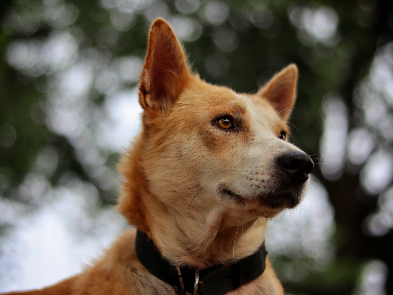 goldener-hund-schaut-konzentriert-in-die-leere