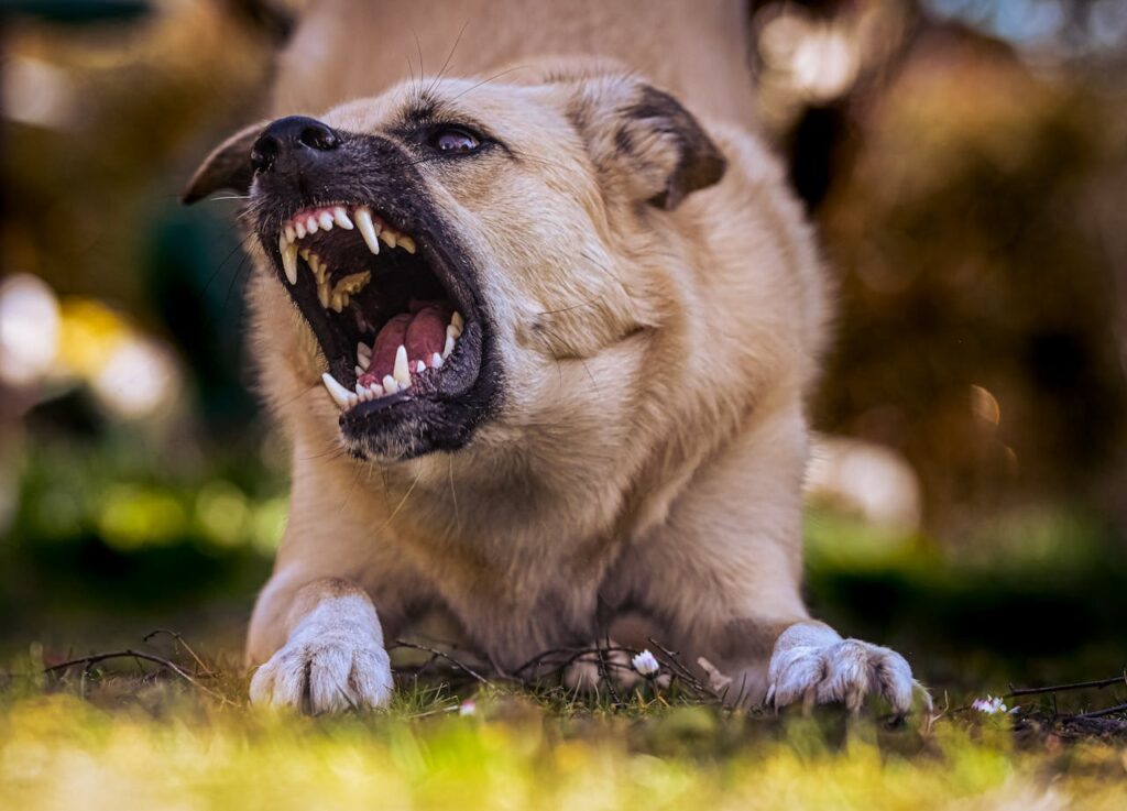 großer-hund-zeigt-seine-zähne