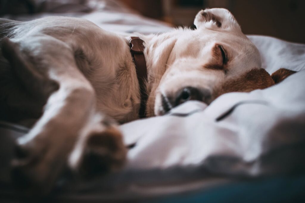 hund-am-schlafen-auf-grauem-bett