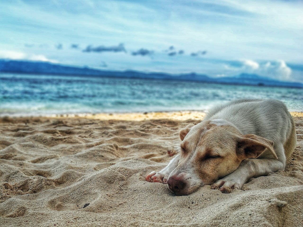 hund-liegt-am-strand-und-schlaeft