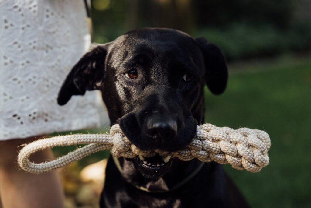 hund-liegt-auf-wiese-mit-spielzeug-im-mund