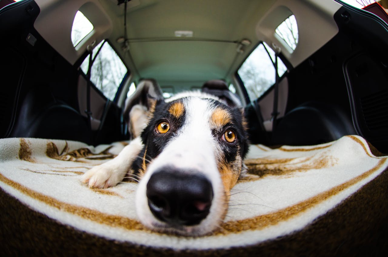 hund-liegt-in-einem-kofferraum-von-einem-auto