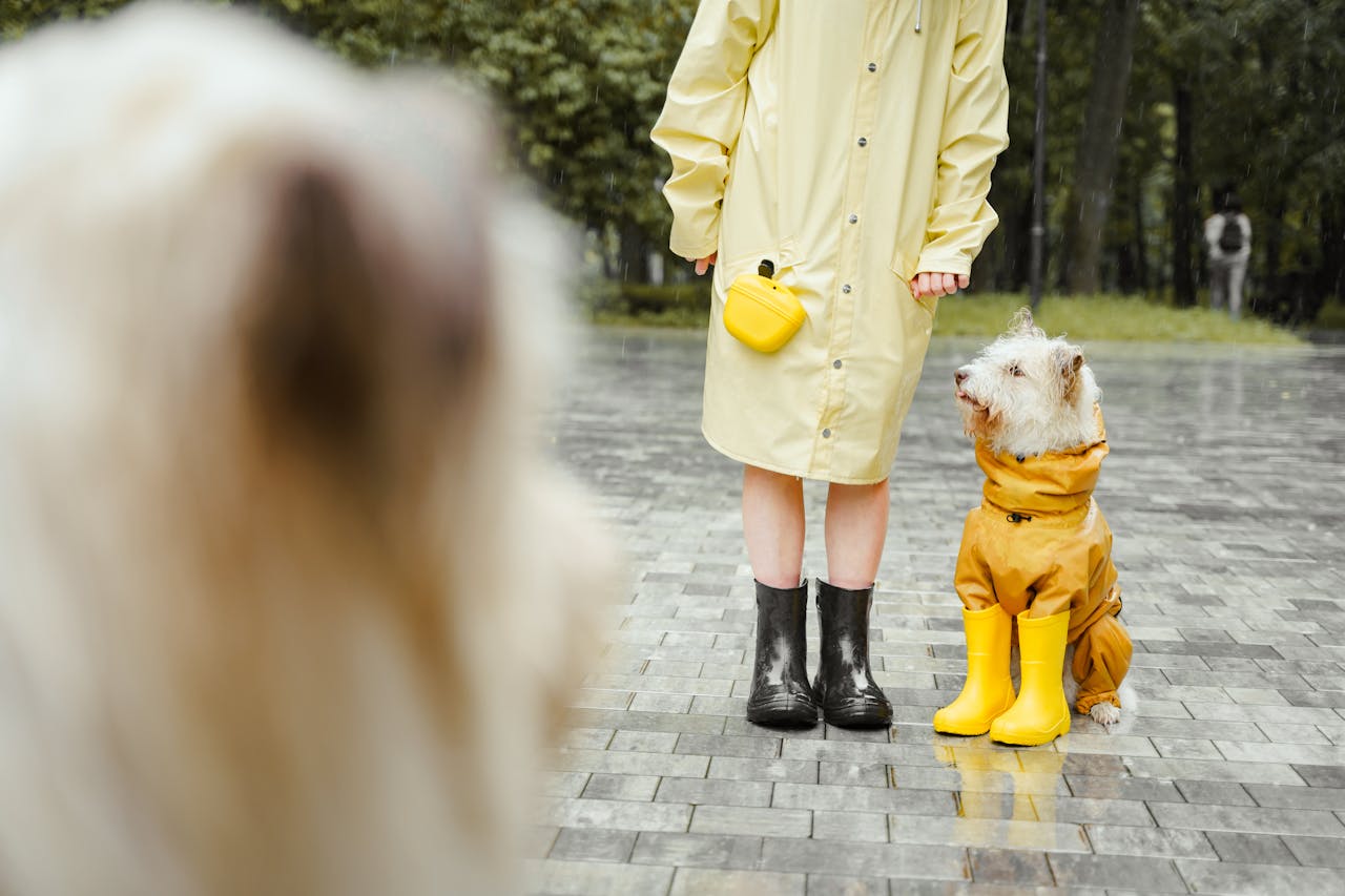 hund-mit-frauchen-im-regen
