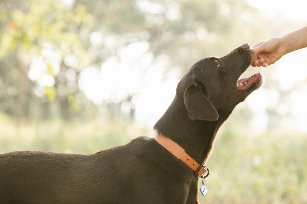 hund-nekommt-ein-leckerlie-in-der-natur