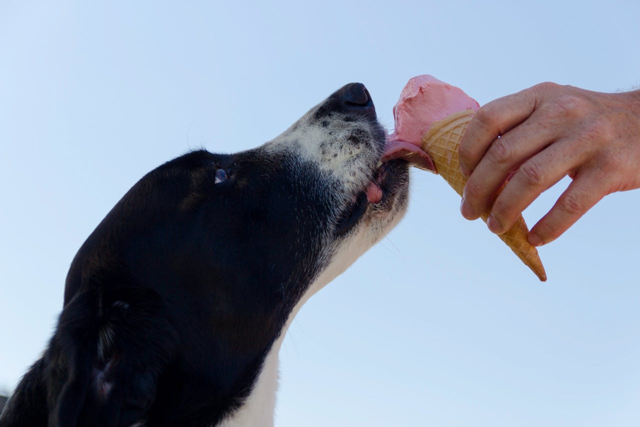 hund-schleckt-ein-eis