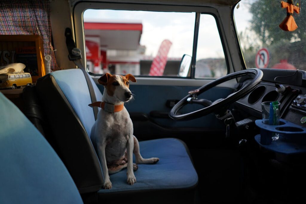 hund-sitzt-auf-blauen-sitzen-im-auto