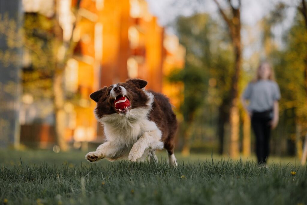 hund-spielt-mit-einem-ball-auf-einer-wiese