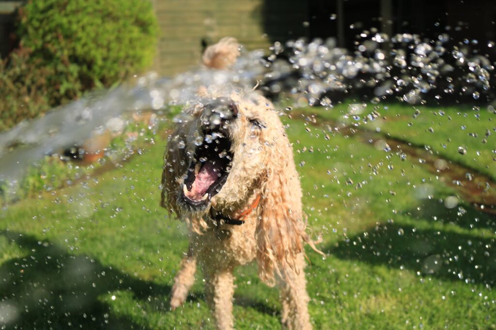 hund-spielt-mit-wasser-in-wiesejpg