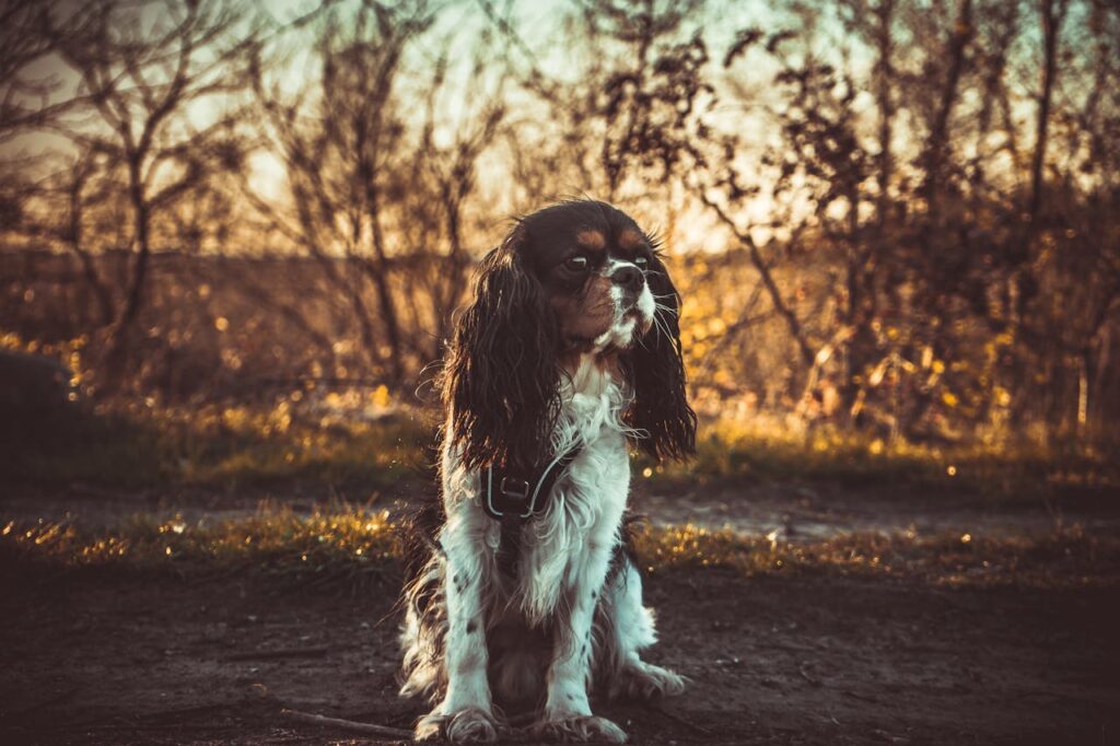 kavalier-kings-spaniel-im-wald