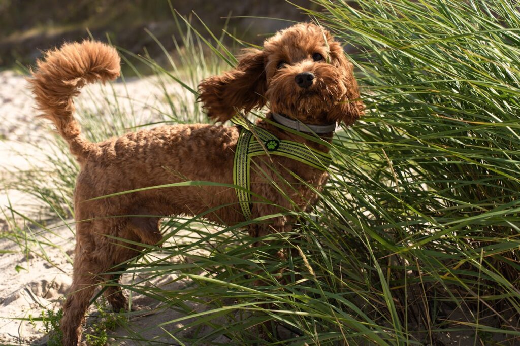 kleiner-brauner-hund-steht-in-hohem-gras