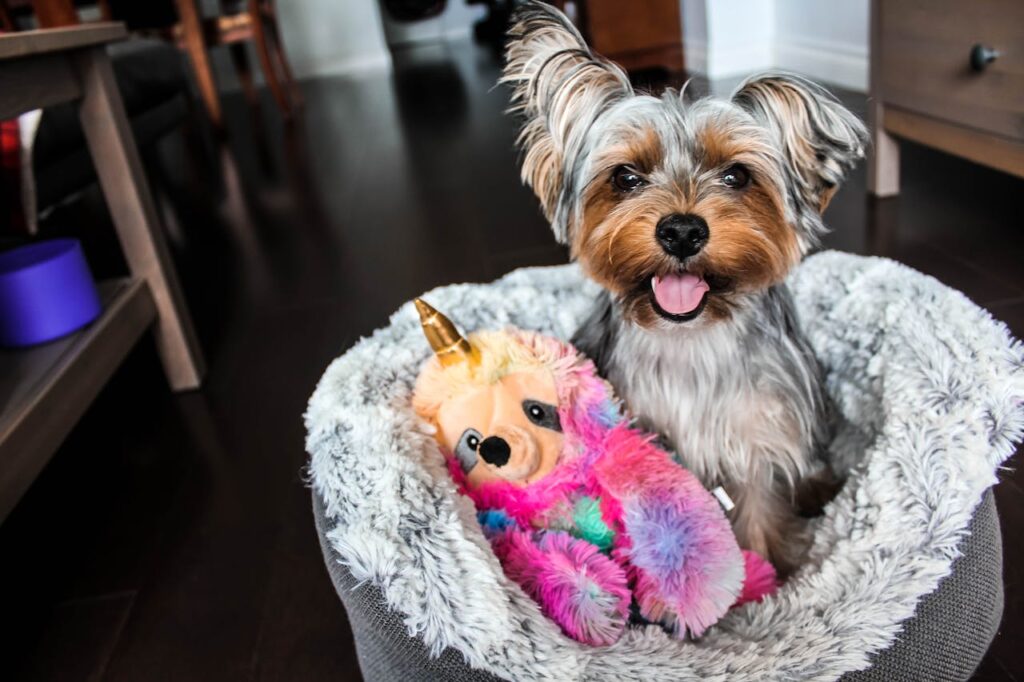 kleiner-hund-in-koerbchen-mit-spielzeug-aus-stoff