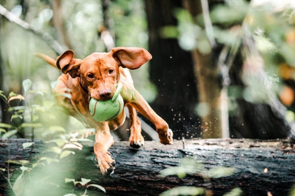 kleiner-hund-rennt-durch-wald-mit-ball-im-mund