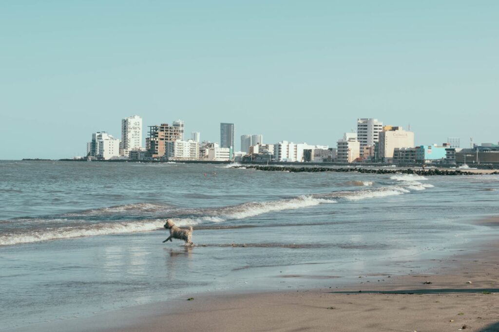 kleiner-weisser-hund-rennt-am-strand-ins-meer