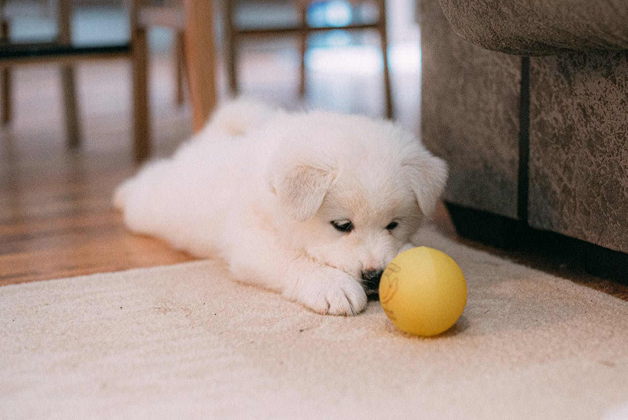 kleiner-weisser-hund-spielt-mit-weissem-ball