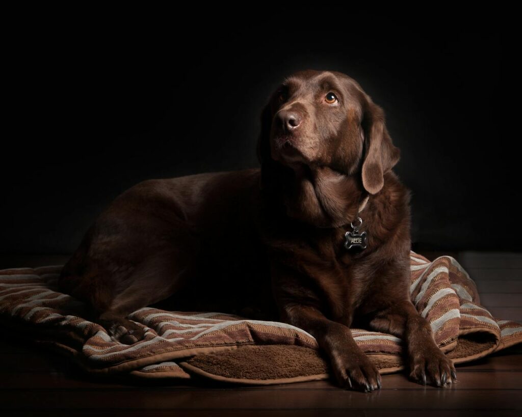 labrador-in-hundebett