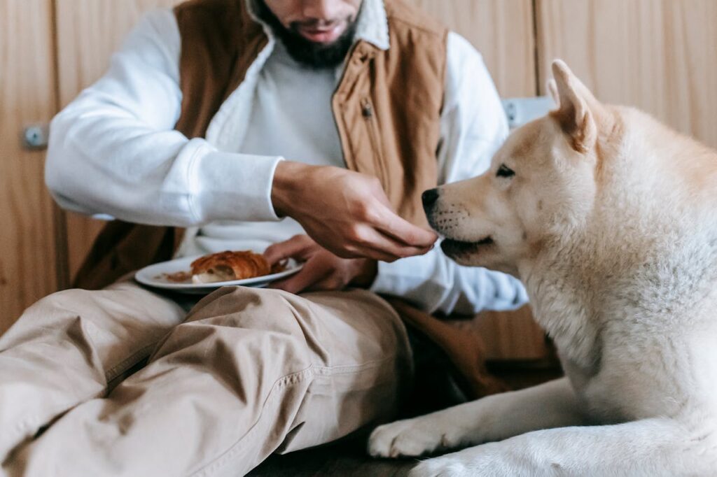 mann-fuettert-hund-auf-der-couch-von-einem-teller