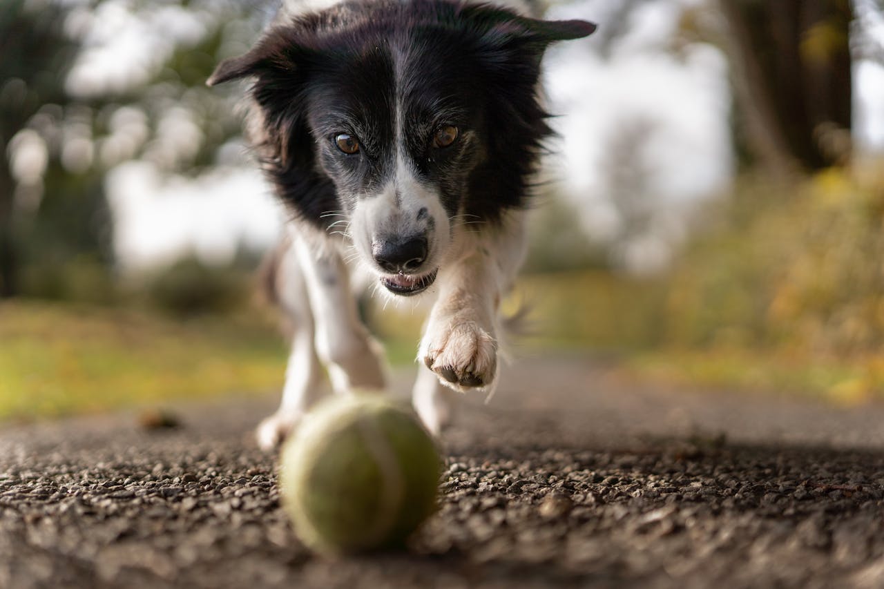 schwarz-weisser-hund-rennt-ball-hinterher