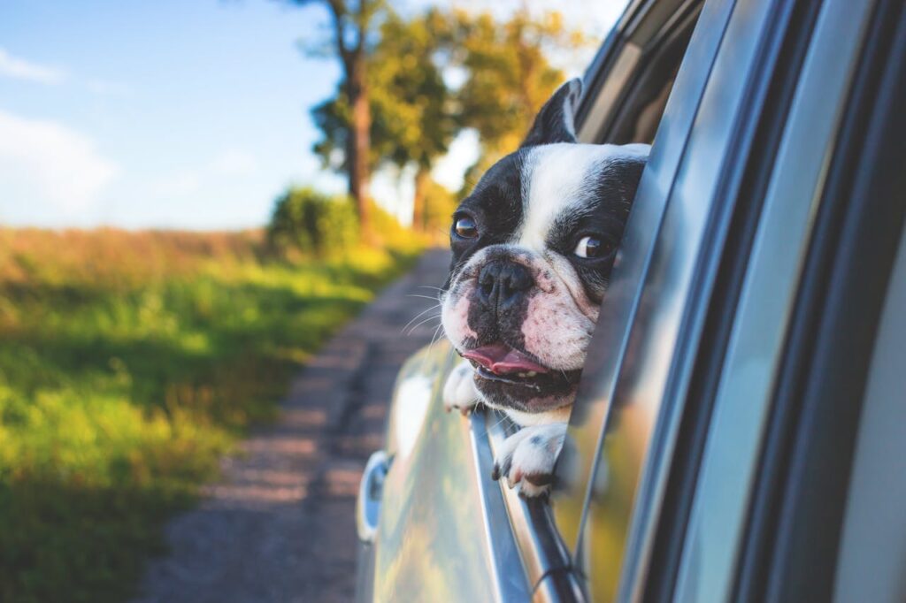 schwarz-weisser-hund-schaut-aus-dem-fenster-waehrend-dem-fahren