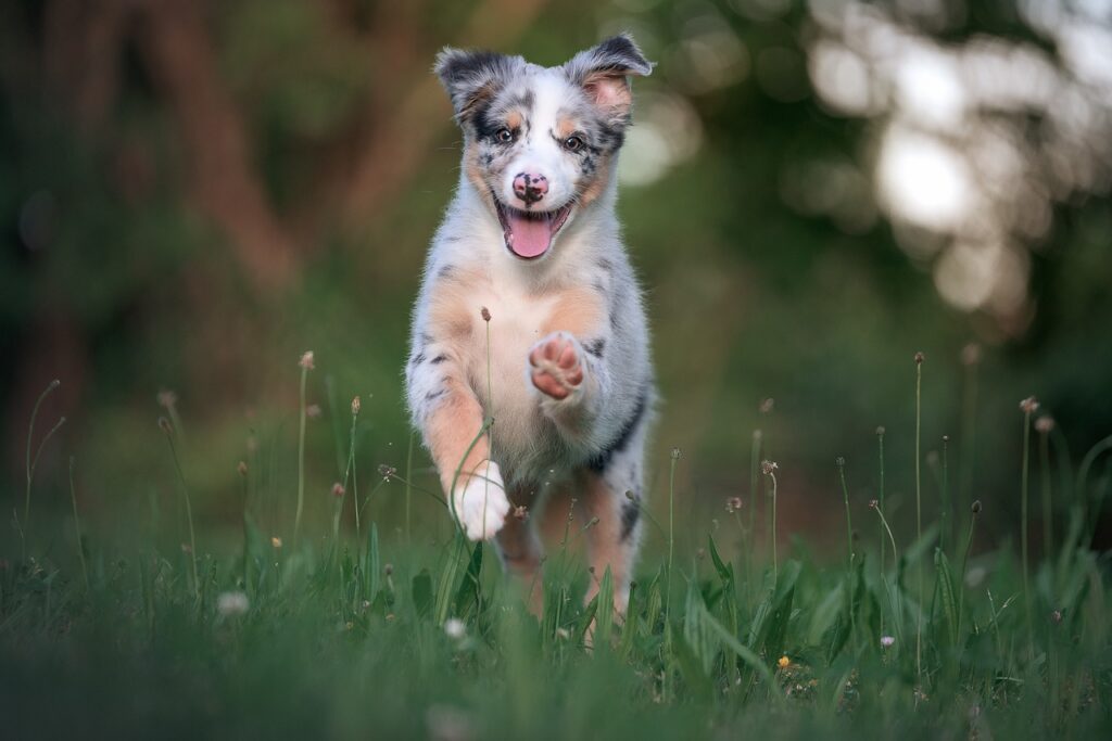 australian-shepherd-laeuft-ueber-wiese