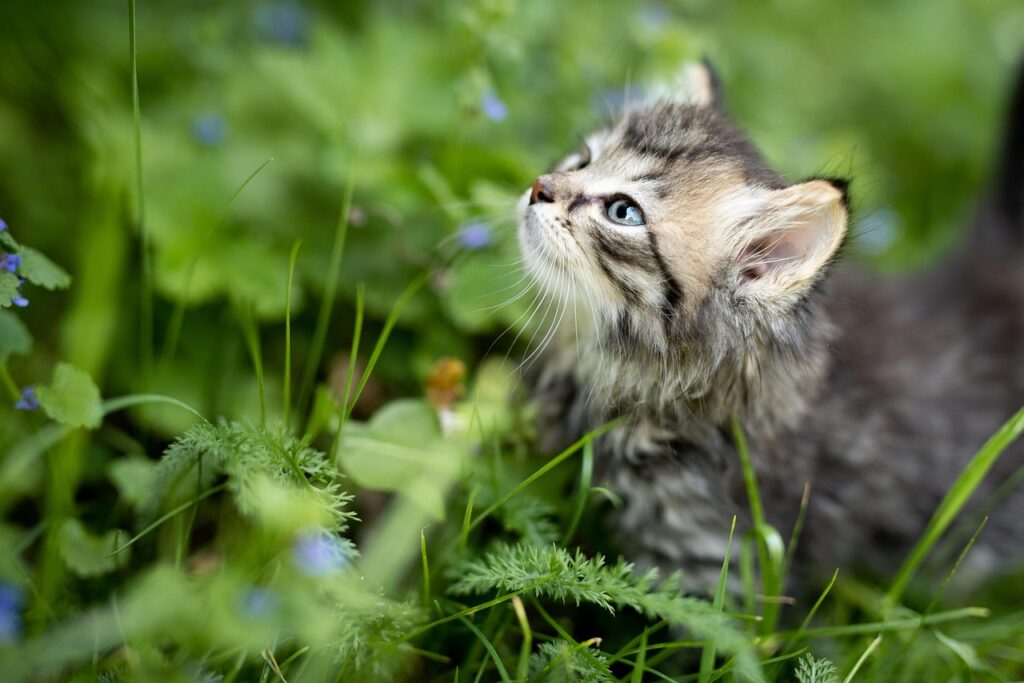 baby-langhaarkatze-im-gras