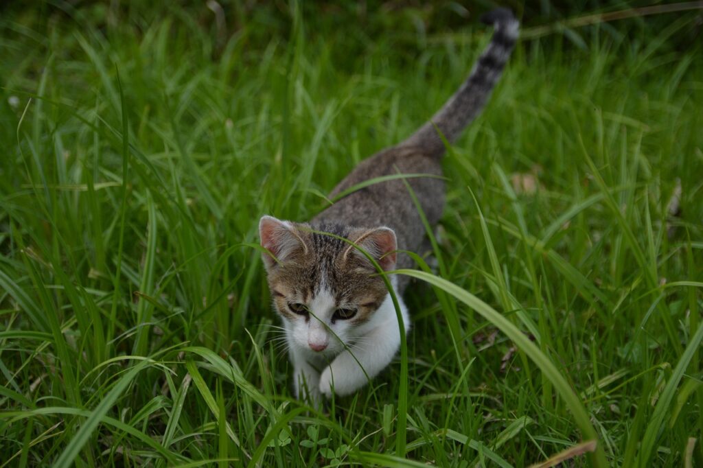 babykatze-rennt-auf-einer-wiese