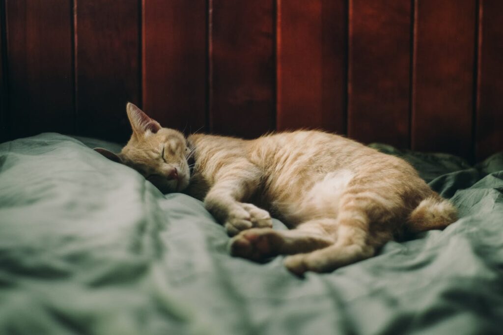 beige-katze-schlaeft-auf-gruenem-bett