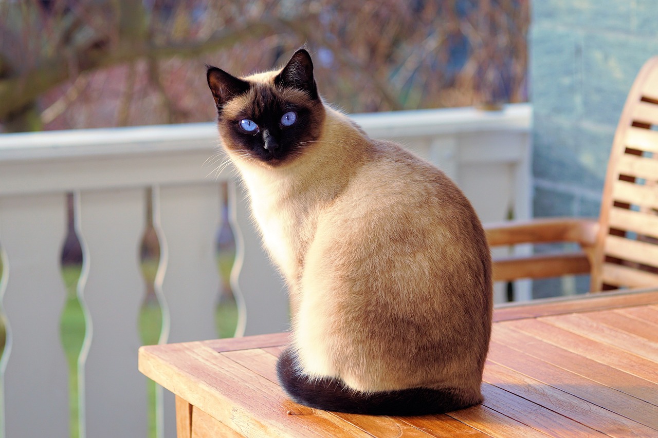 beige-schwarze-katze-sitzt-auf-braunem-tisch