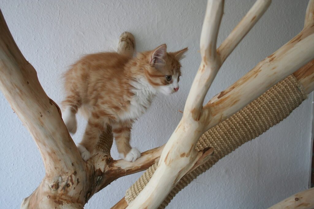 beige-weisse-katze-klettert-auf-holzbaum