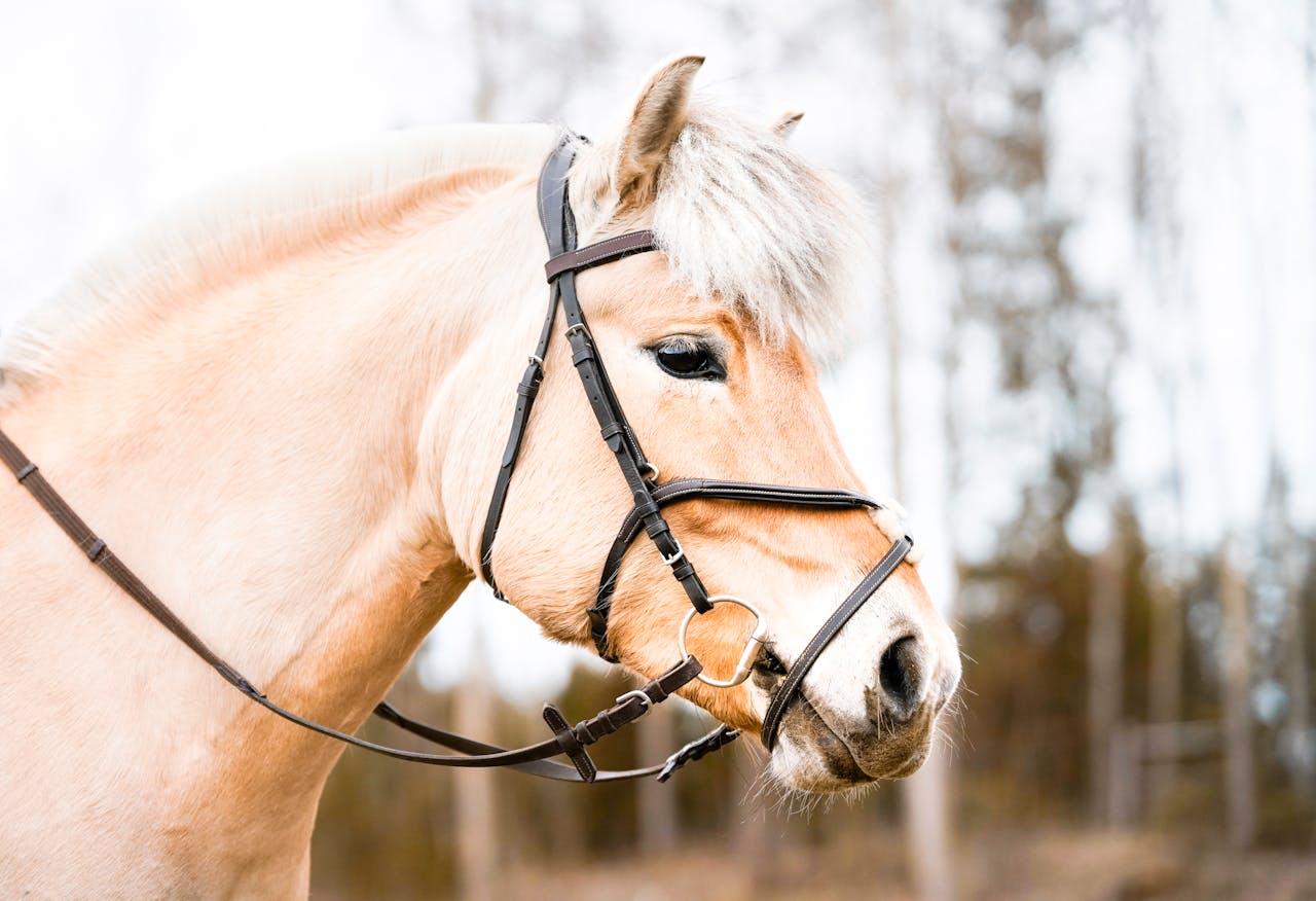 beiges-pferd-mit-schwarzem-geschirr