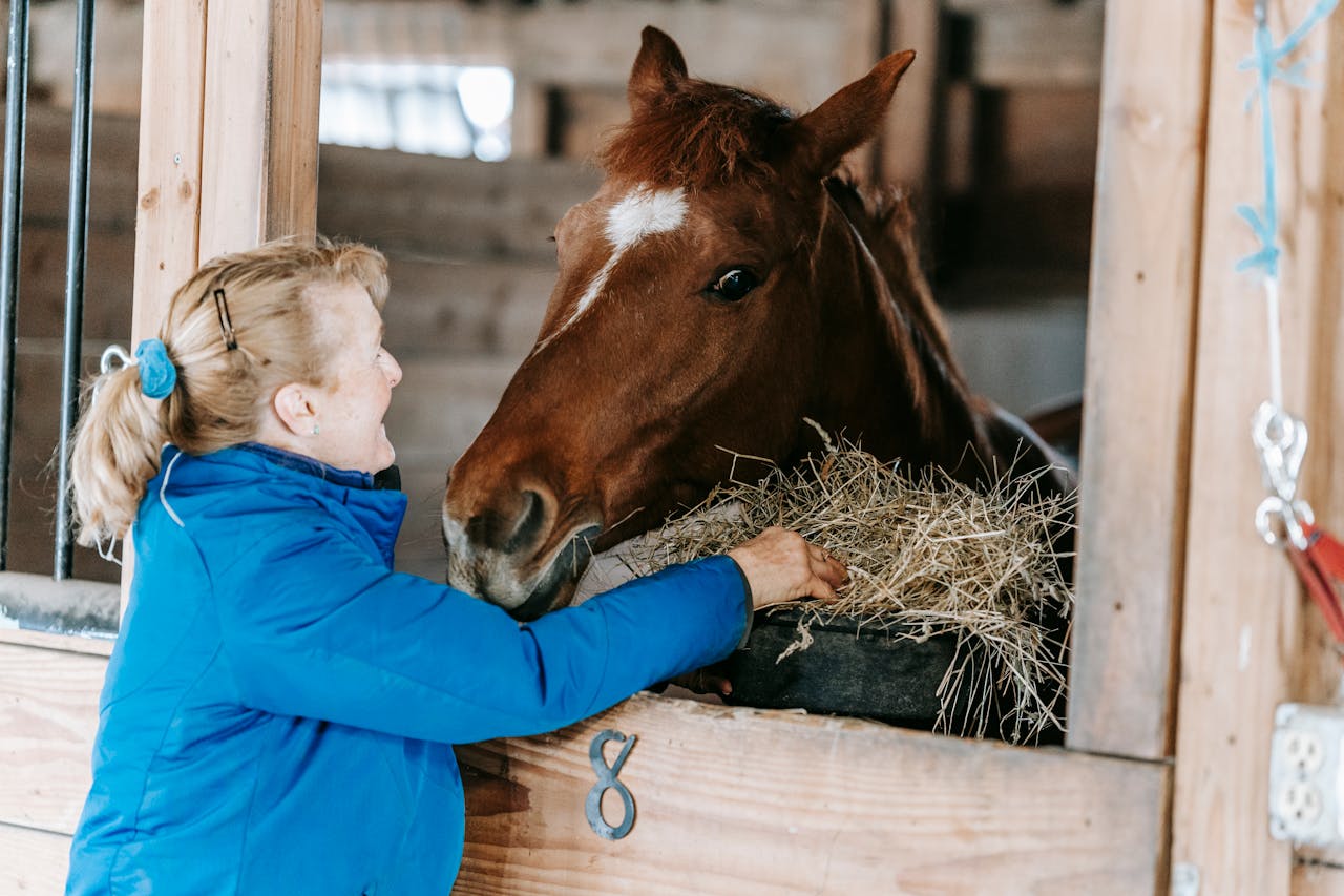 blonde-frau-fuettert-pferd