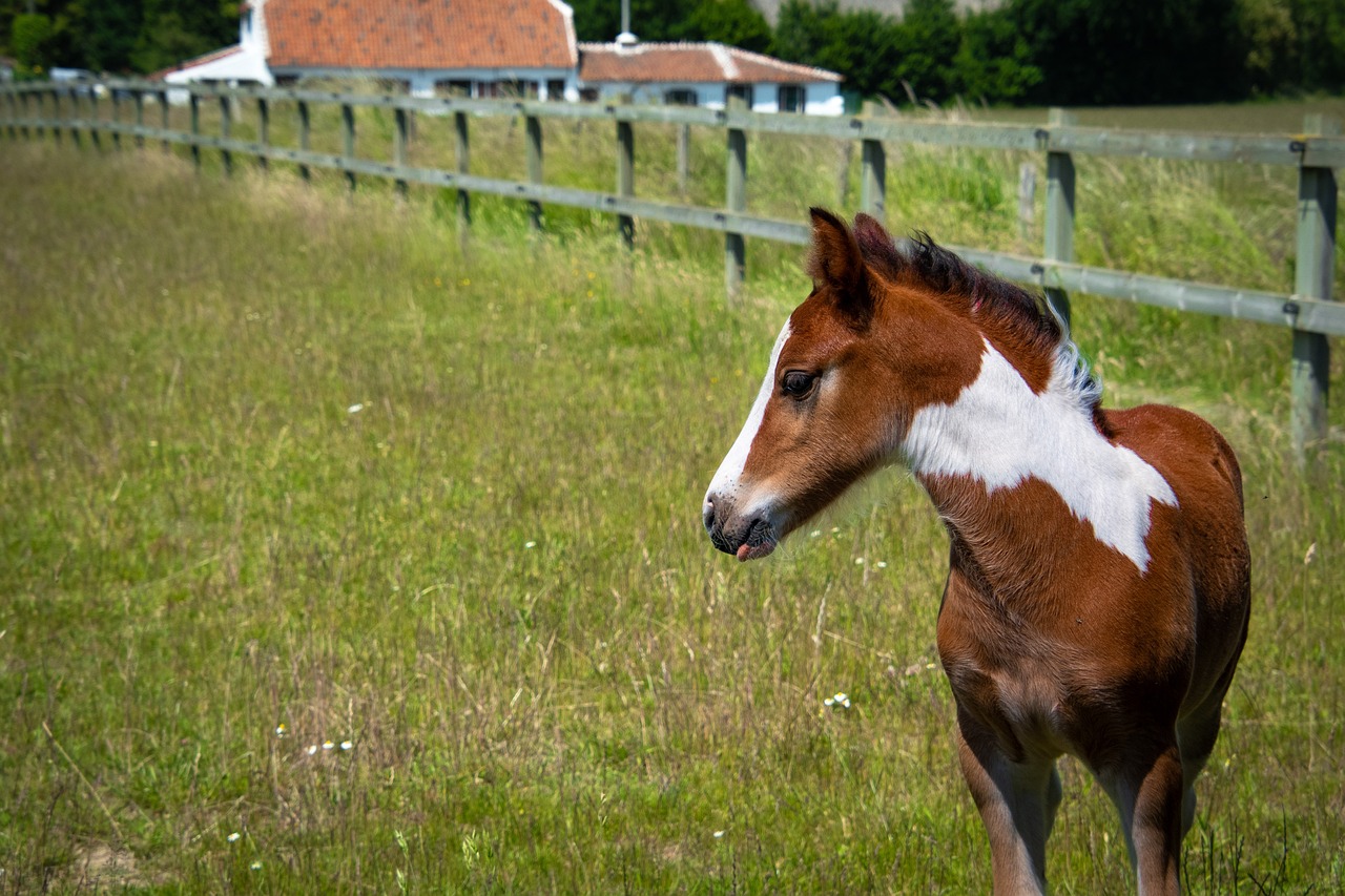 braun-weisses-fohlen-steht-auf-einer-wiese