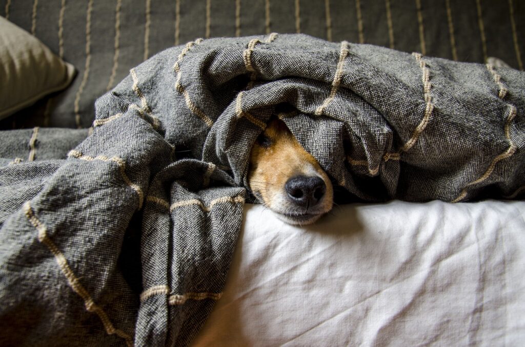 brauner-hund-liegt-unter-einer-decke