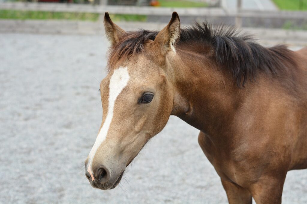 braunes-jungpferd-steht-auf-kies