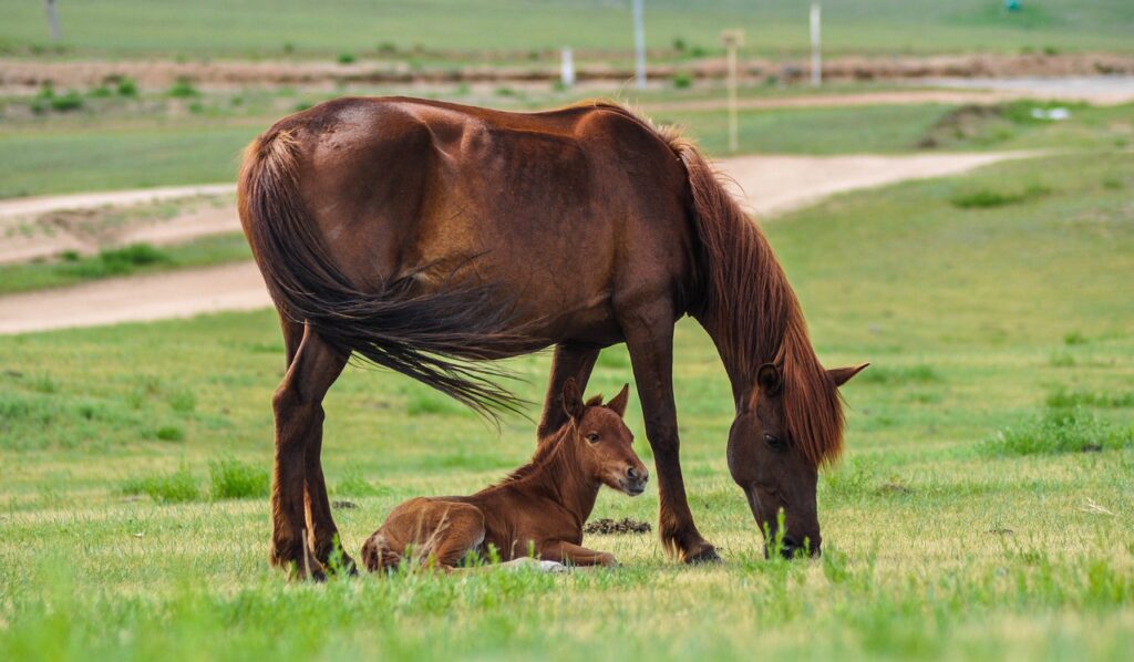 braunes-pferd-frisst-gras-und-fohlen-liegt-auf-wiese