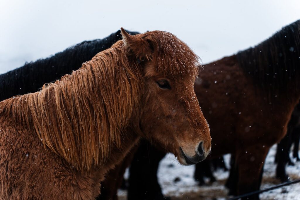 braunes-pferd-mit-schnee-auf-der-maehne