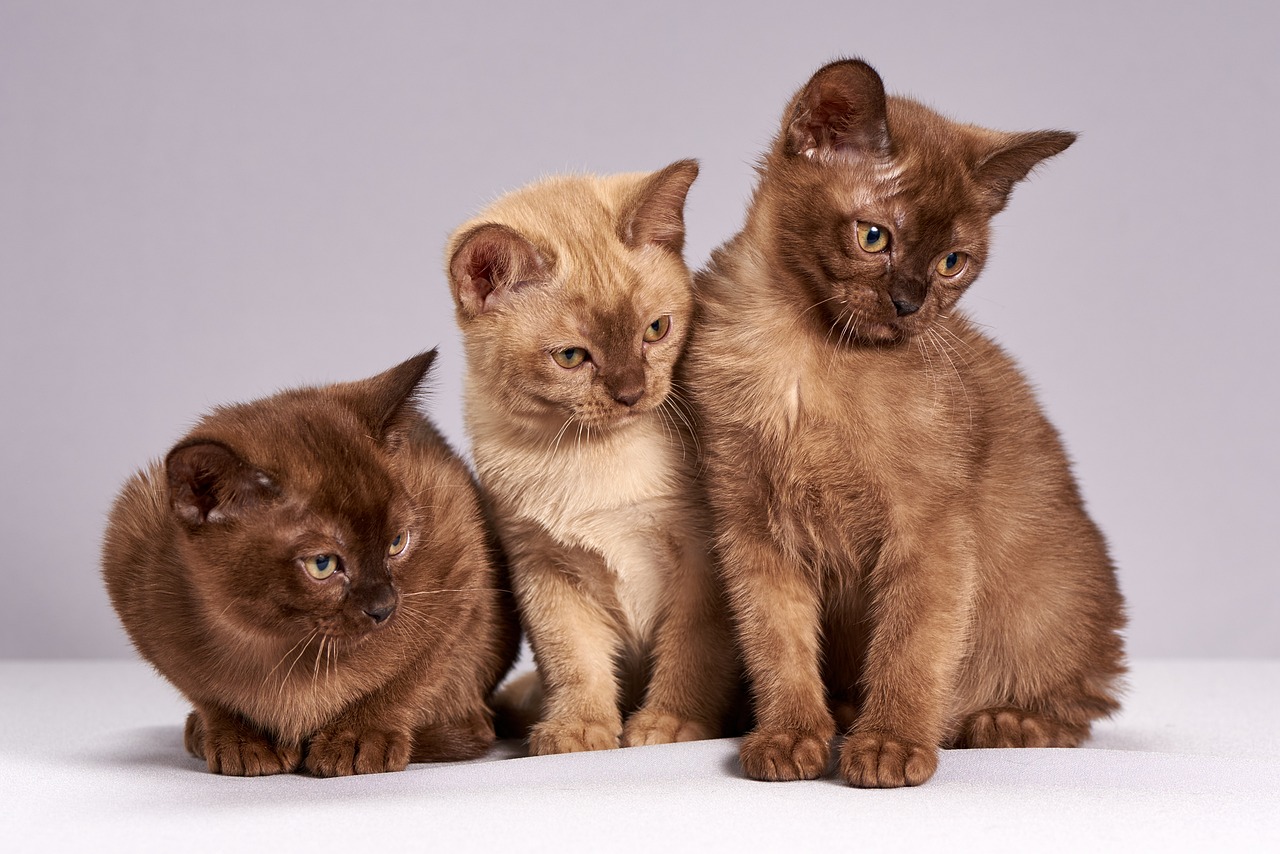 drei-braune-junge-katzen-stehen-auf-weissem-untergrund