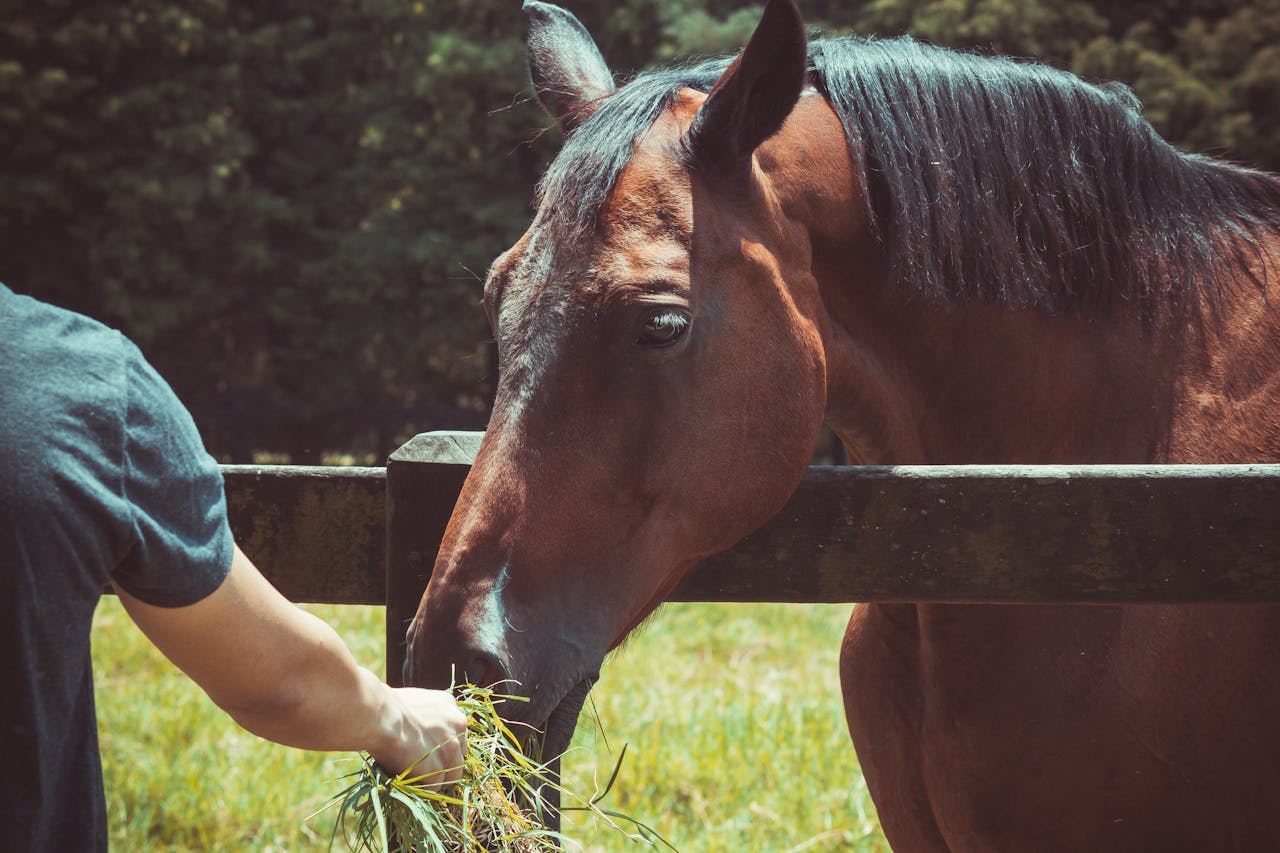 dunkelbraunes-pferd-isst-heu-von-hand