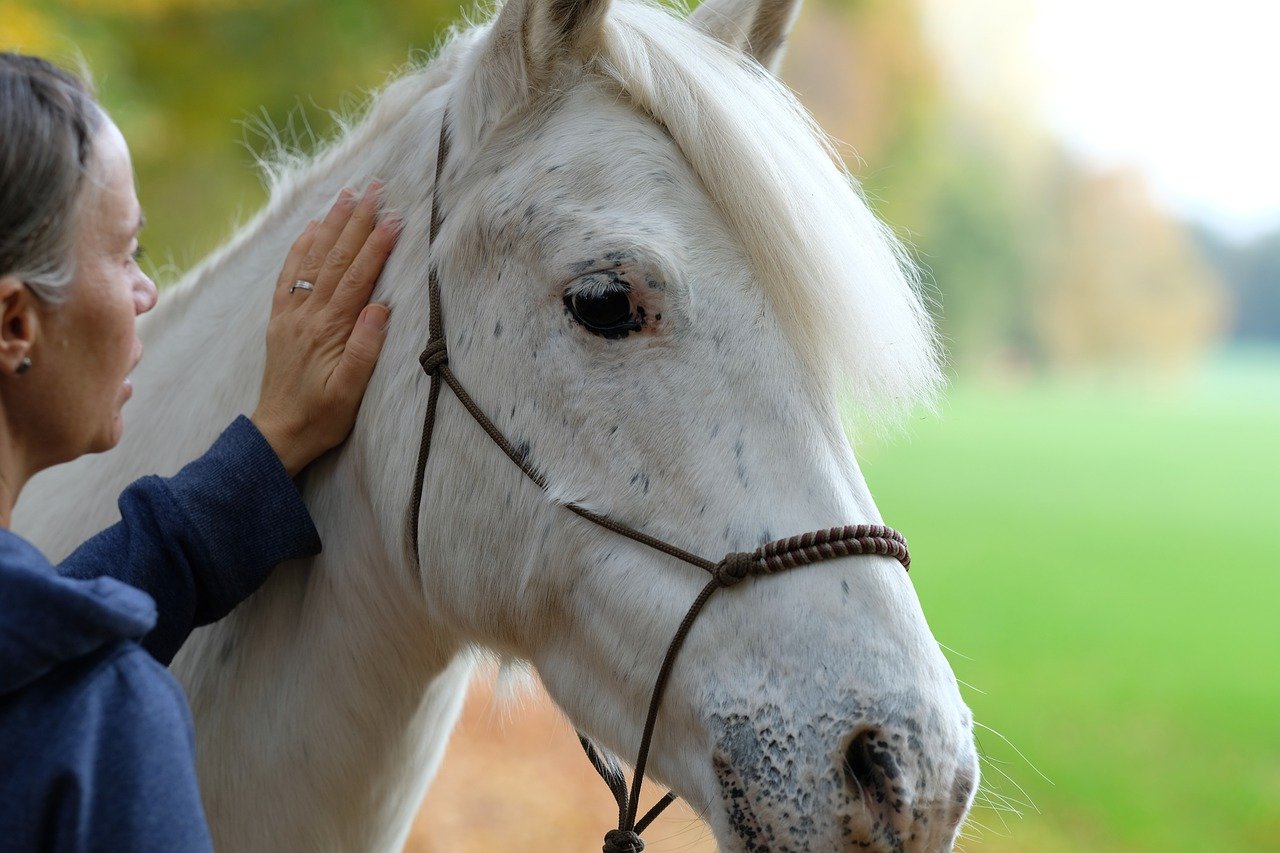 frau-streichelt-weisses-pferd