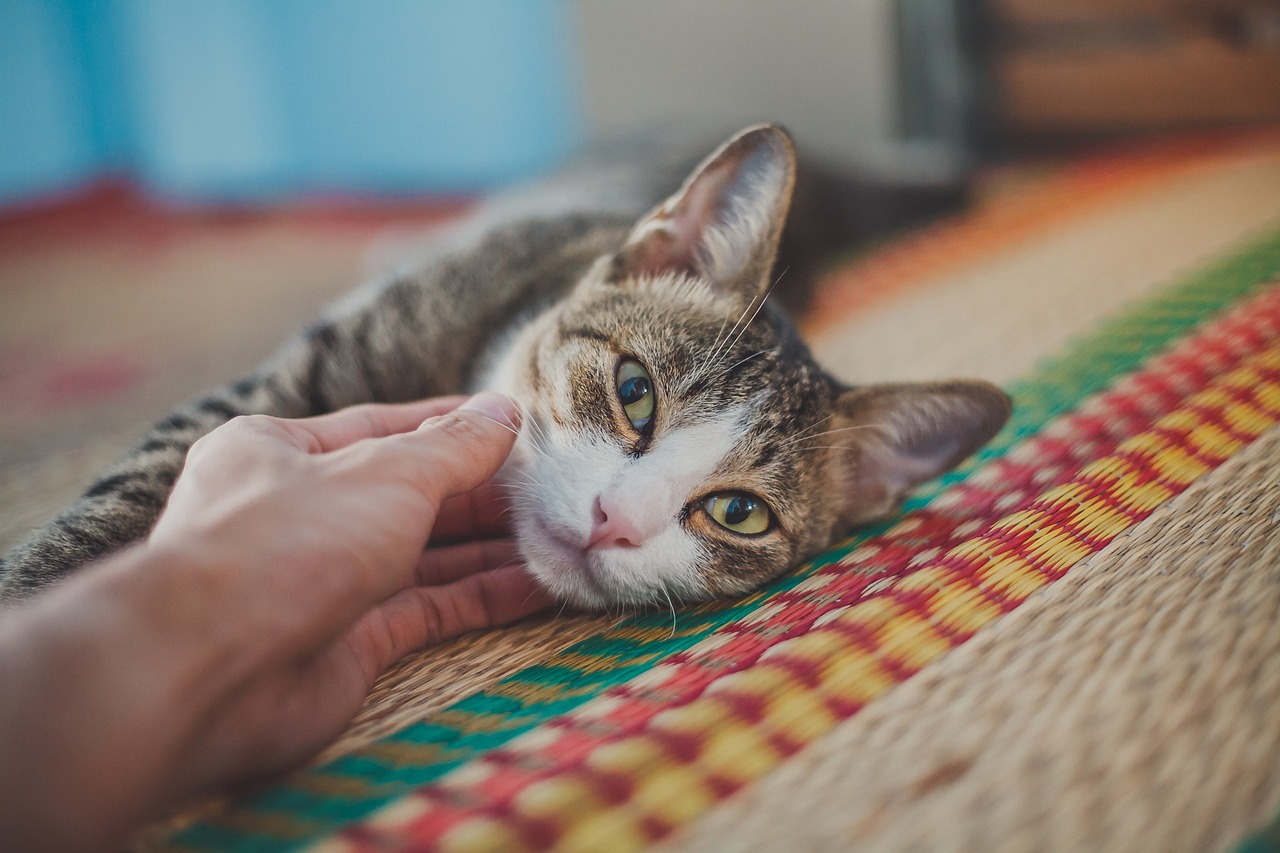 gestreifte-katze-wird-von-hand-gestreichelt