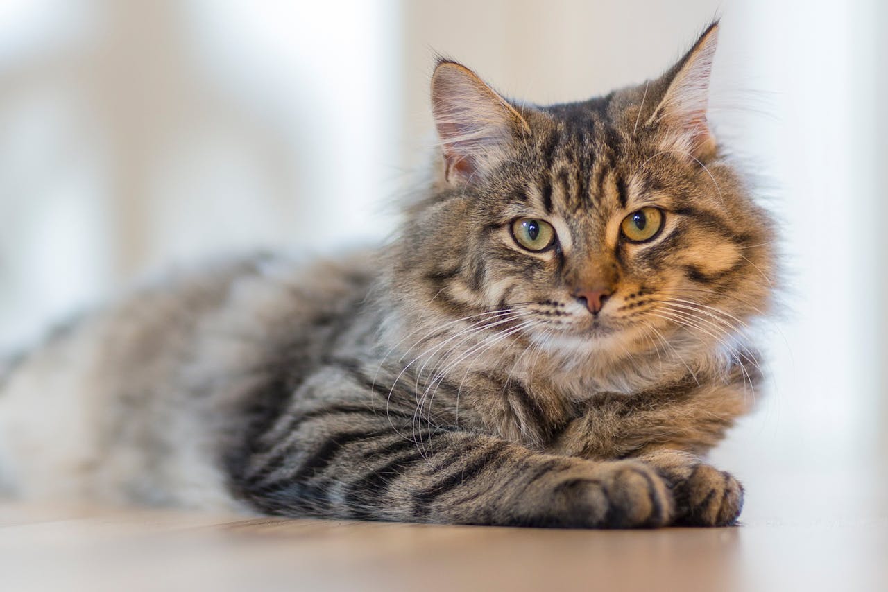 gestreifte-langhaarkatze-liegt-und-sieht-in-kamera