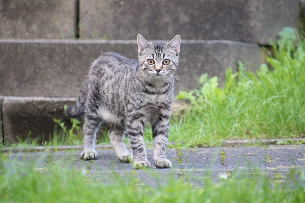 grau-gestreifte-katze-steht-auf-betonboden