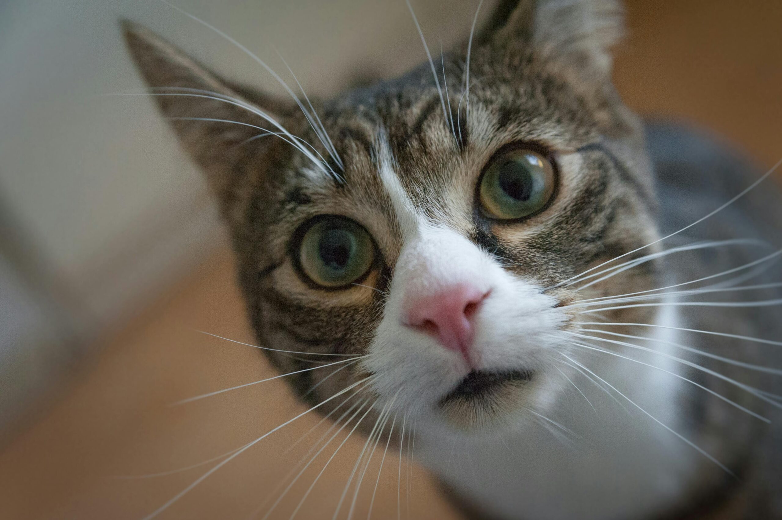 grau-weiss-gestreifte-katze-sieht-in-die-kamera