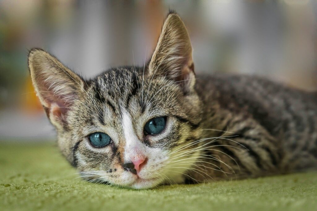 grau-weisse-katze-liegt-auf-gruenem-boden