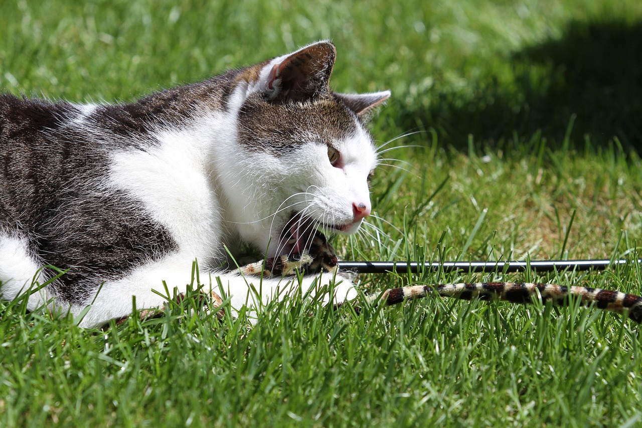 grau-weisse-katze-spielt-mit-stock-in-wiese