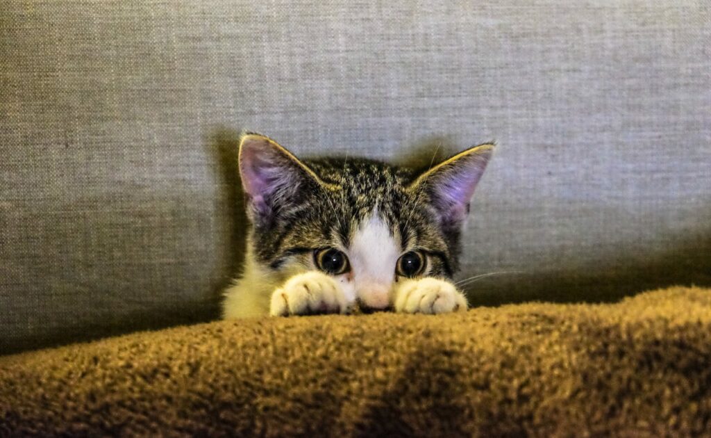 Katzenverhalten verstehen und interpretieren 3 grau-weisse-kleine-katze-versteckt-sich-hinter-couch