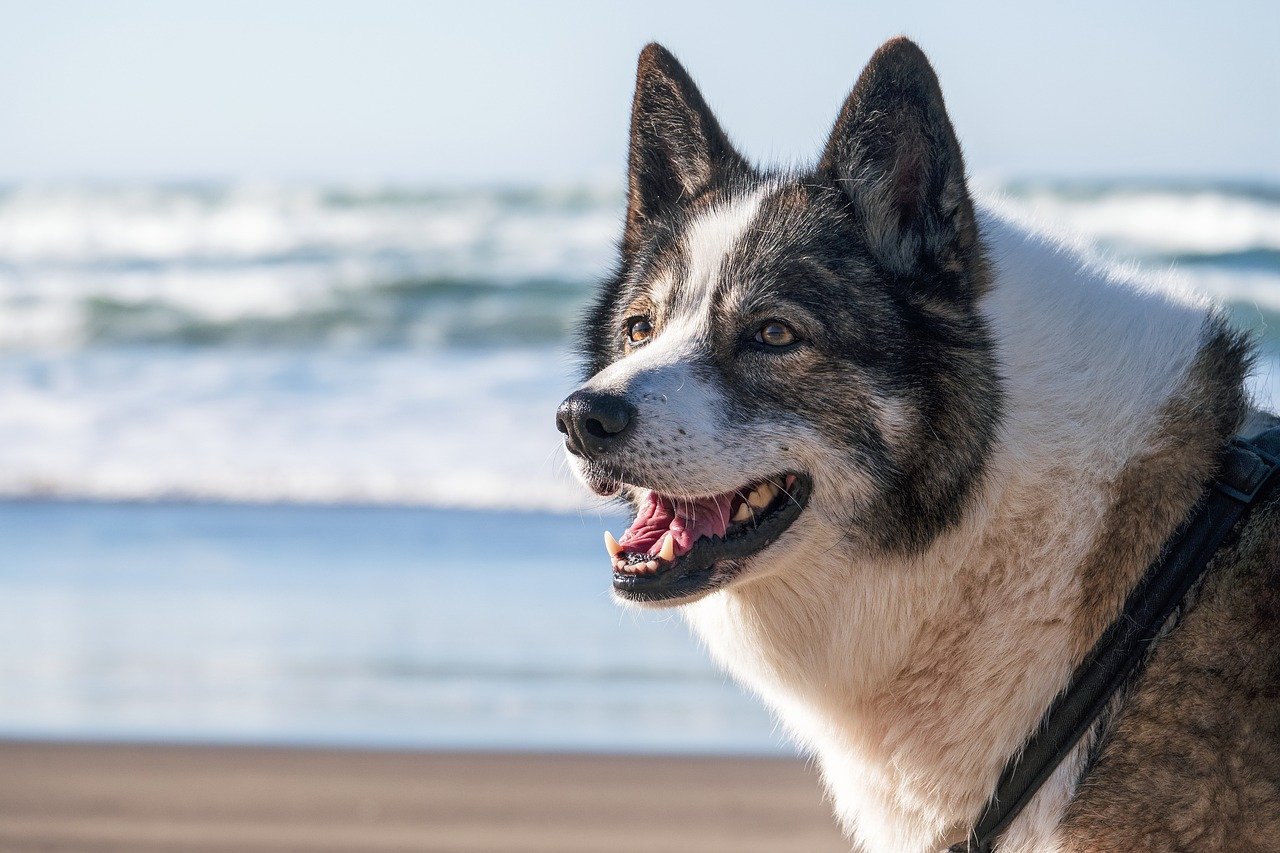 grau-weisser-hund-steht-am-strand-meer-im-hintergrund