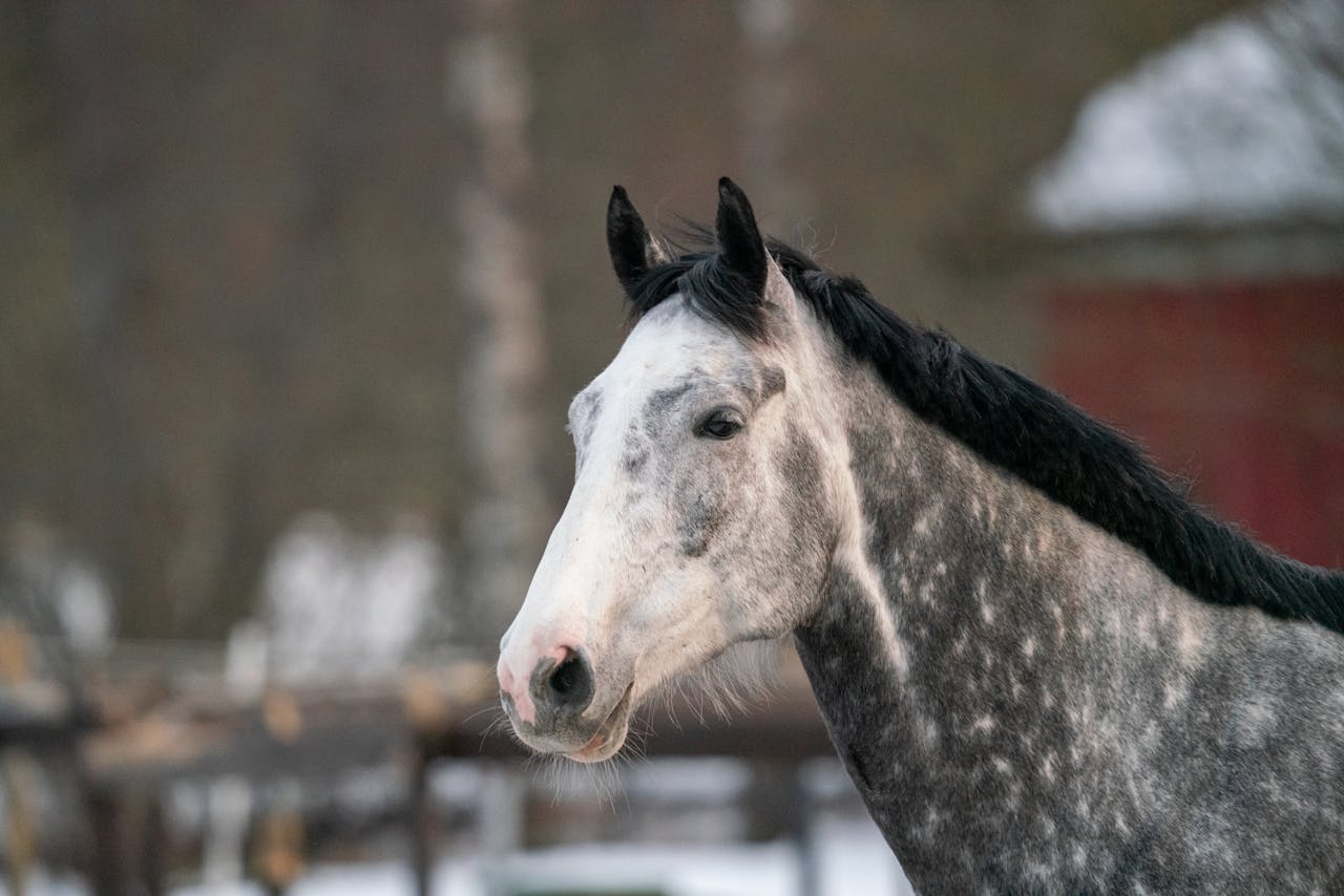 grau-weisses-pferd-mit-schwarzer-maehne